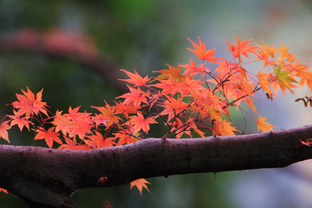 紅葉がきれいです　おまんじゅうもおいしいです